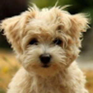 Meet your Posher, Lovey